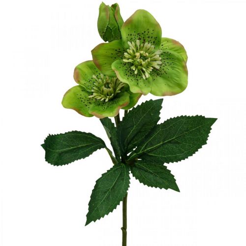 Floristik24 Rosa de Natal Rosa Quaresmal heléboro flores artificiais verde C34cm 4 un