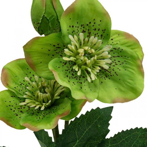 Itens Rosa de Natal rosa quaresmal Hellebore flores artificiais verdes L34cm 4pcs