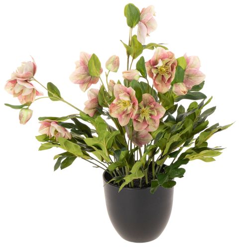 Planta artificial de heléboro em vaso, rosa de Natal, para decoração de casa, 50 cm comprar | Floristik24.pt