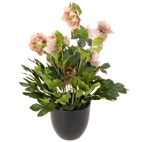 Planta artificial de heléboro em vaso, rosa de Natal, para decoração de casa, 50 cm | Floristik24.pt