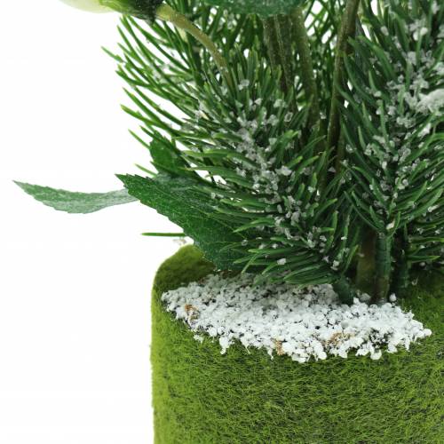 Itens Rosa de Natal com abeto e bolas de musgo nevado artificialmente branco 33cm