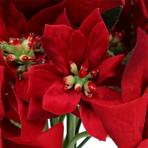 Floristik24 Estrela de natal em cacho vermelho Ø18cm L30cm