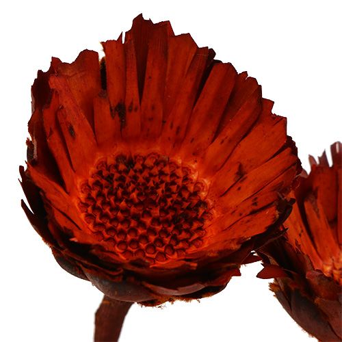 Itens Roseta Compacta laranja 40 un