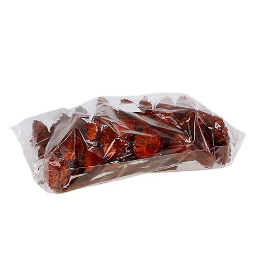 Itens Roseta Compacta laranja 40 un