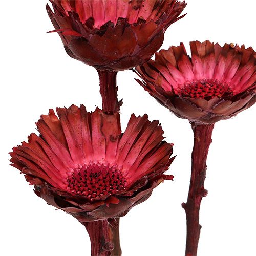 Itens Roseta Compacta Erika 40 un