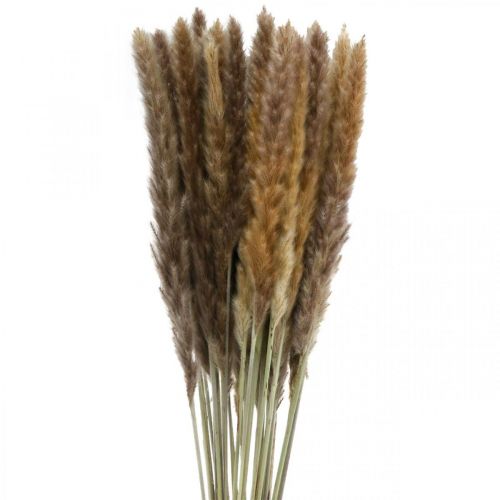 Itens Grama seca grama dos pampas natural cacho 80cm