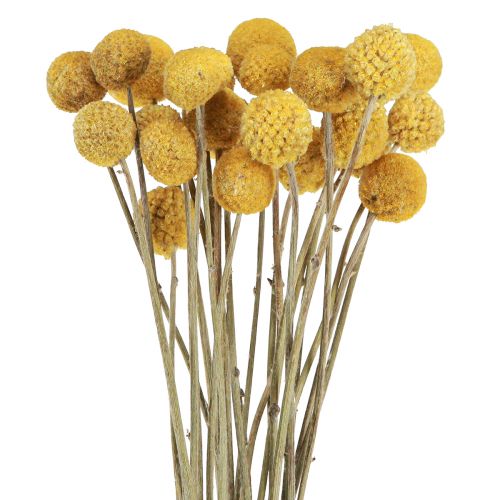 Floristik24 Coxinhas Craspedia decoração seca natural 45cm 25 un