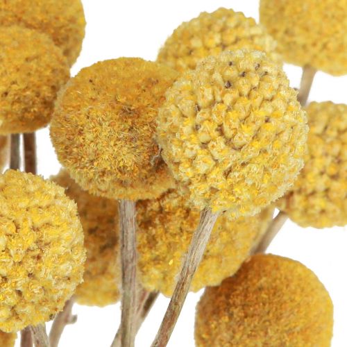 Floristik24 Coxinhas Craspedia decoração seca natural 45cm 25 un