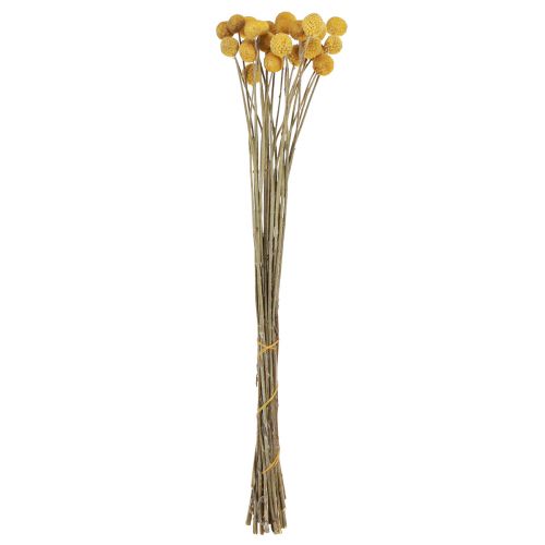 Floristik24 Coxinhas Craspedia decoração seca natural 45cm 25 un