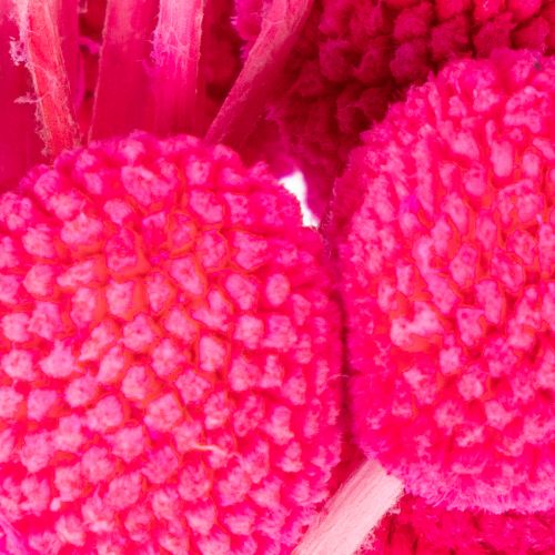Arranjo de flores secas de Craspedia para arranjos florais, 55 cm, 20 peças | Floristik24.pt