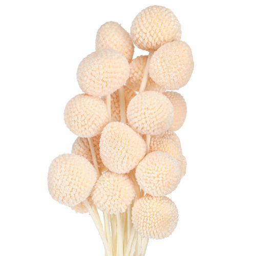 Itens Craspedia Baquetas tingidas Pêssego 50-55cm 20 unidades