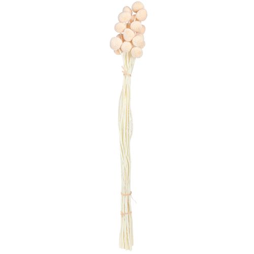 Itens Craspedia Baquetas tingidas Pêssego 50-55cm 20 unidades