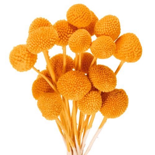 Buquê de flores secas de Craspedia, 55cm, 20 peças comprar | Floristik24.pt