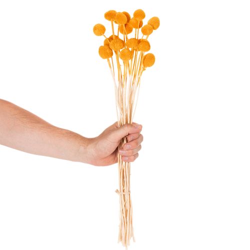 Buquê de flores secas de Craspedia, 55cm, 20 peças | Floristik24.pt
