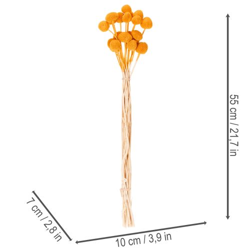 Buquê de flores secas de Craspedia, 55cm, 20 peças | Floristik24.pt