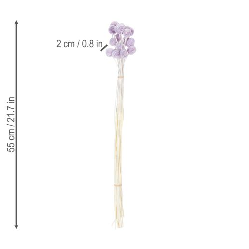 Itens Arranjo de flores secas de Craspedia para decoração de mesa moderna em sua casa, 55cm, 20 peças.