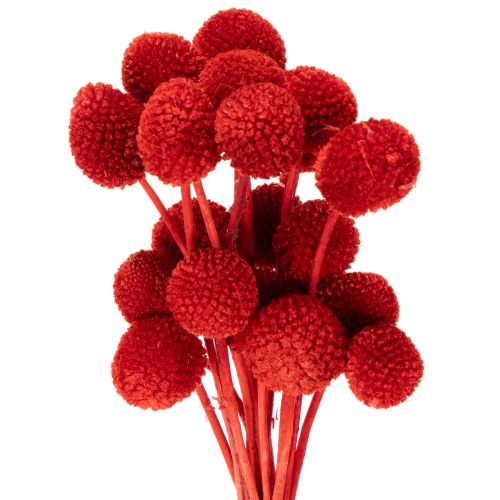 Flores de Craspedia secas e tingidas, com hastes longas, 55 cm, 20 peças.