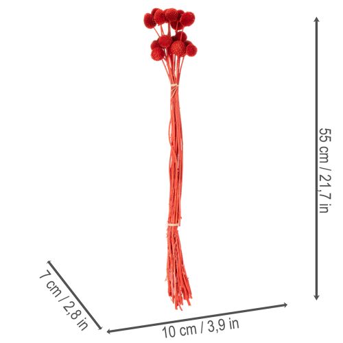 Flores de Craspedia secas e tingidas, com hastes longas, 55 cm, 20 peças. | Floristik24.pt