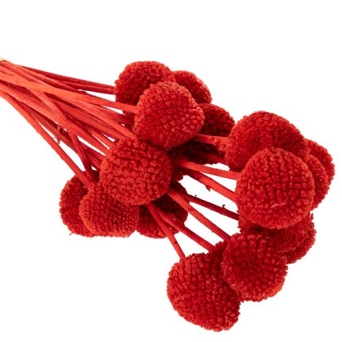 Flores de Craspedia secas e tingidas, com hastes longas, 55 cm, 20 peças. | Floristik24.pt