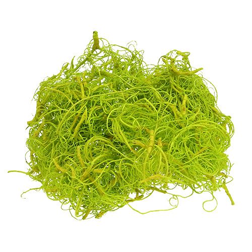 Floristik24 Musgo encaracolado verde claro 350g