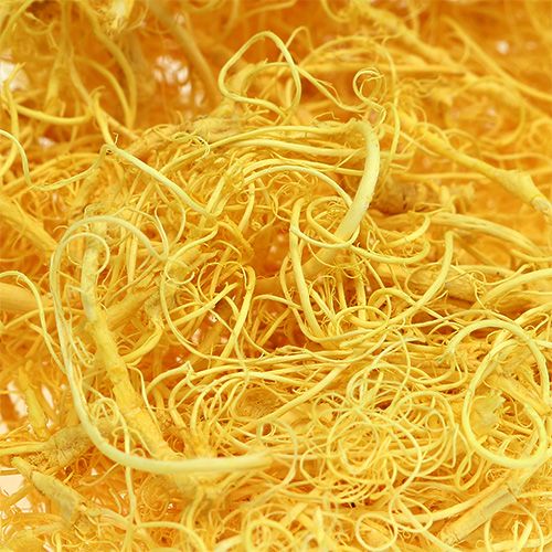 Floristik24 Musgo encaracolado amarelo claro 350g