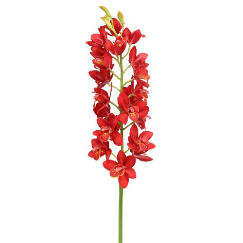 Floristik24.pt Orquídea Cymbidium Vermelho 78cm - compre barato online