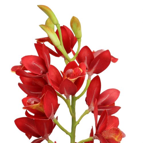 Itens Orquídea Cymbidium Vermelho 78cm