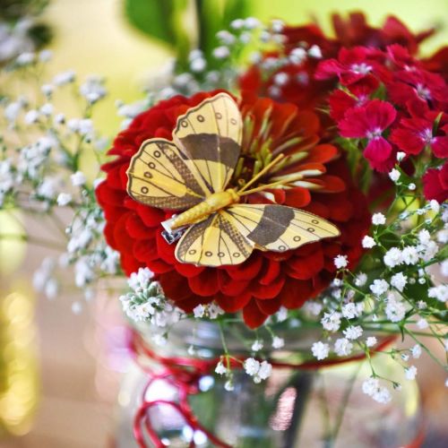 Floristik24 Borboleta de primavera com clipe de decoração de primavera dourada 6cm 10pcs em um conjunto