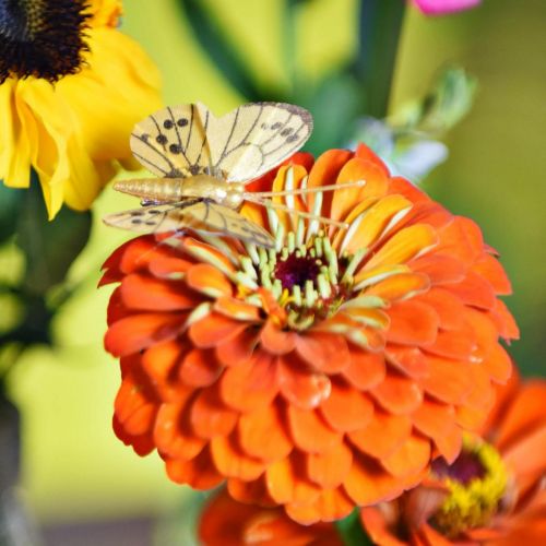 Floristik24 Borboleta de primavera com clipe de decoração de primavera dourada 6cm 10pcs em um conjunto
