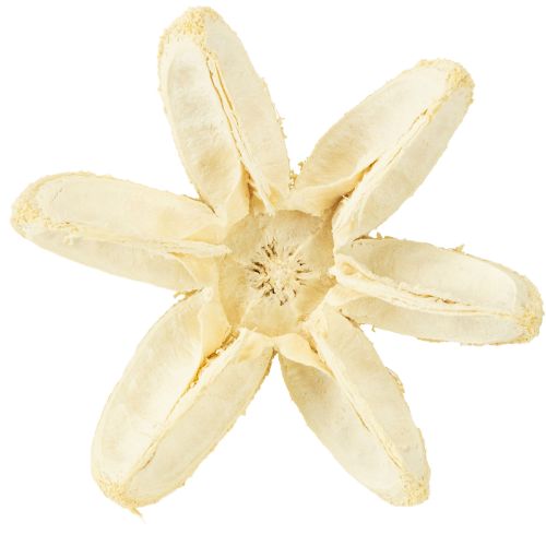 Itens Flor decorativa branqueada 12 peças