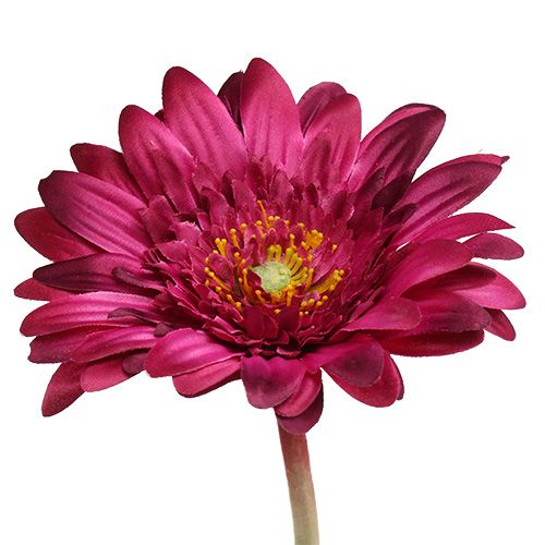 Floristik24 Gérbera decorativa rosa escuro Ø10cm C53cm 6 unidades