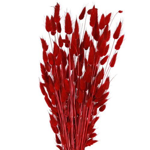 Floristik24 Grama Decorativa Lagurus Vermelho Flores Secas Grama Cauda de Coelho 50g