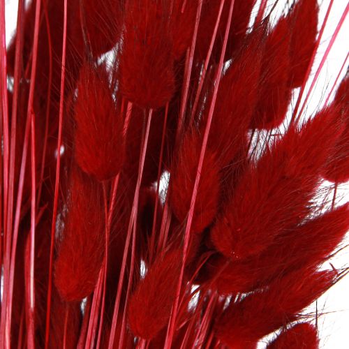 Floristik24 Grama Decorativa Lagurus Vermelho Flores Secas Grama Cauda de Coelho 50g