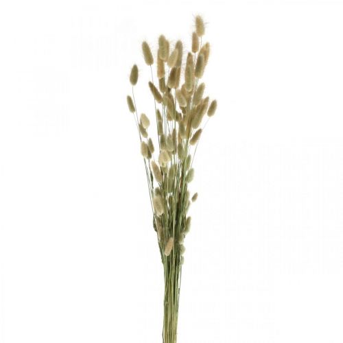 Itens Lagurus secos, flores secas de Lagurus, grama natural de Lagurus C30–70cm 45g