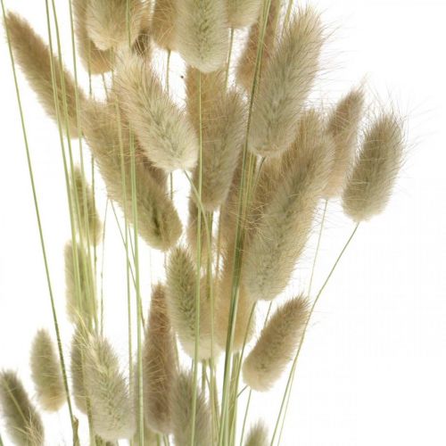 Itens Lagurus secos, flores secas de Lagurus, grama natural de Lagurus C30–70cm 45g