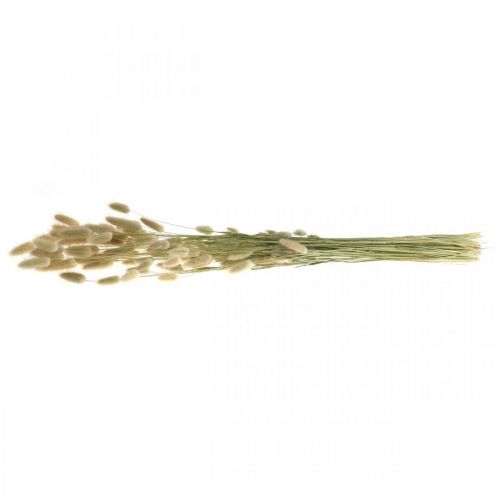 Itens Lagurus secos, flores secas de Lagurus, grama natural de Lagurus C30–70cm 45g