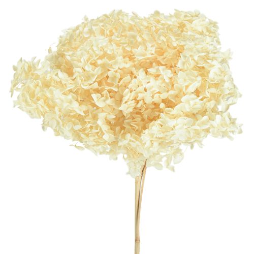 Hortênsia Decorativa Creme Flor Real Preservada Ø20cm 1 un