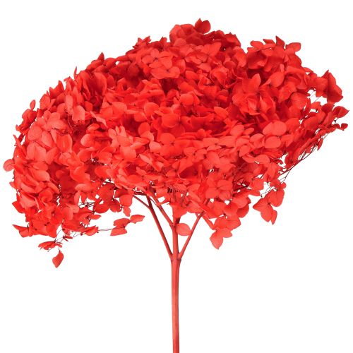 Hortênsia Decorativa Flor Seca Preservada Vermelha Ø20cm 1 un