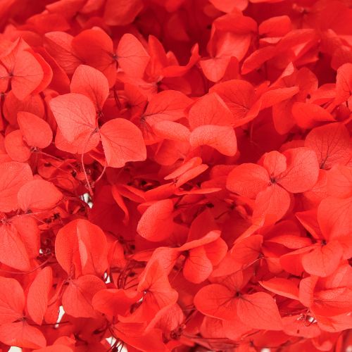 Floristik24 Hortênsia Decorativa Flor Seca Preservada Vermelha Ø20cm 1 un