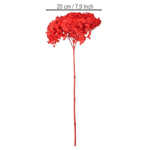 Floristik24 Hortênsia Decorativa Flor Seca Preservada Vermelha Ø20cm 1 un