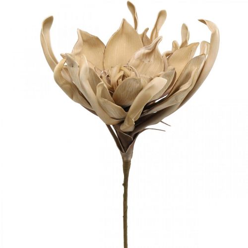 Floristik24 Deco flor de lótus artificial flor de lótus artificial bege L68cm