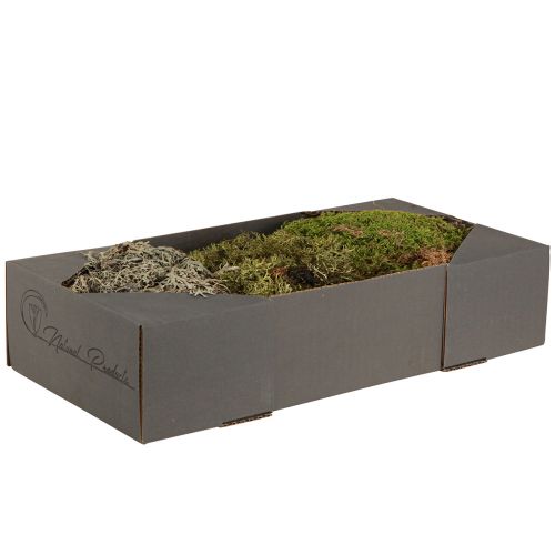 Itens Musgo decorativo – musgo verdadeiro e líquen para arranjos 250g