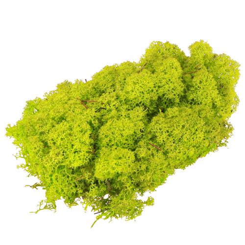 Itens Deco musgo verde claro musgo de rena preservado 400g