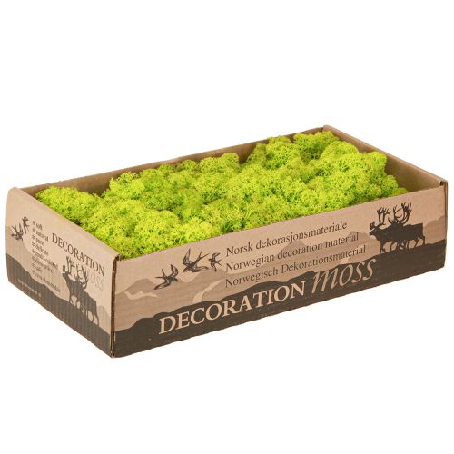 Itens Deco musgo verde claro musgo de rena preservado 400g