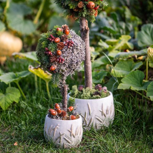 Musgo decorativo – musgo e líquen verdadeiros para arranjos florais 250g | Floristik24.pt