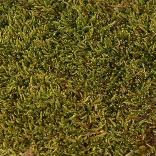 Itens Musgo decorativo para elaboração de musgo natural verde claro preservado 150g