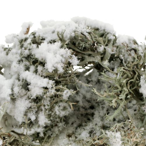 Itens Cinza musgo decorativo coberto de neve 500g
