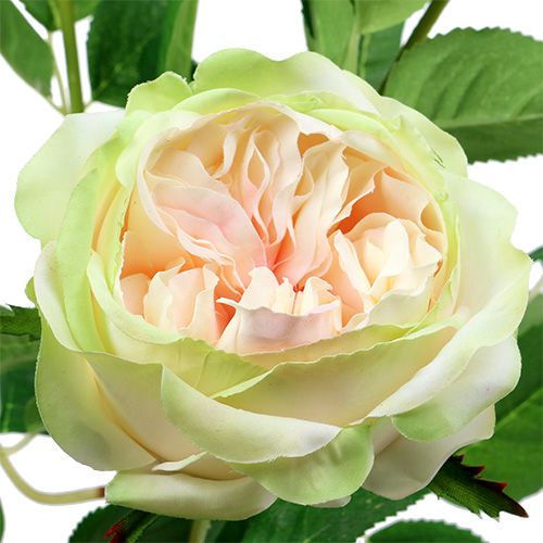Floristik24 Deco rosa creme-rosa Ø10cm 52cm 3 unidades