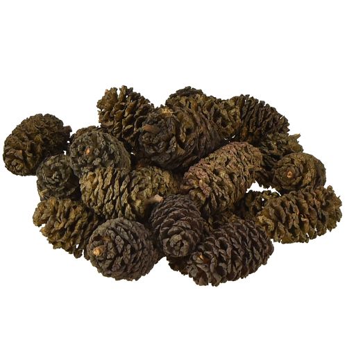 Cones decorativos cones de amieiro naturais para decoração 3-4cm 200g