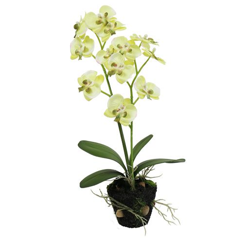 Floristik24.pt Mini orquídea verde claro com globo 30cm - compre barato  online